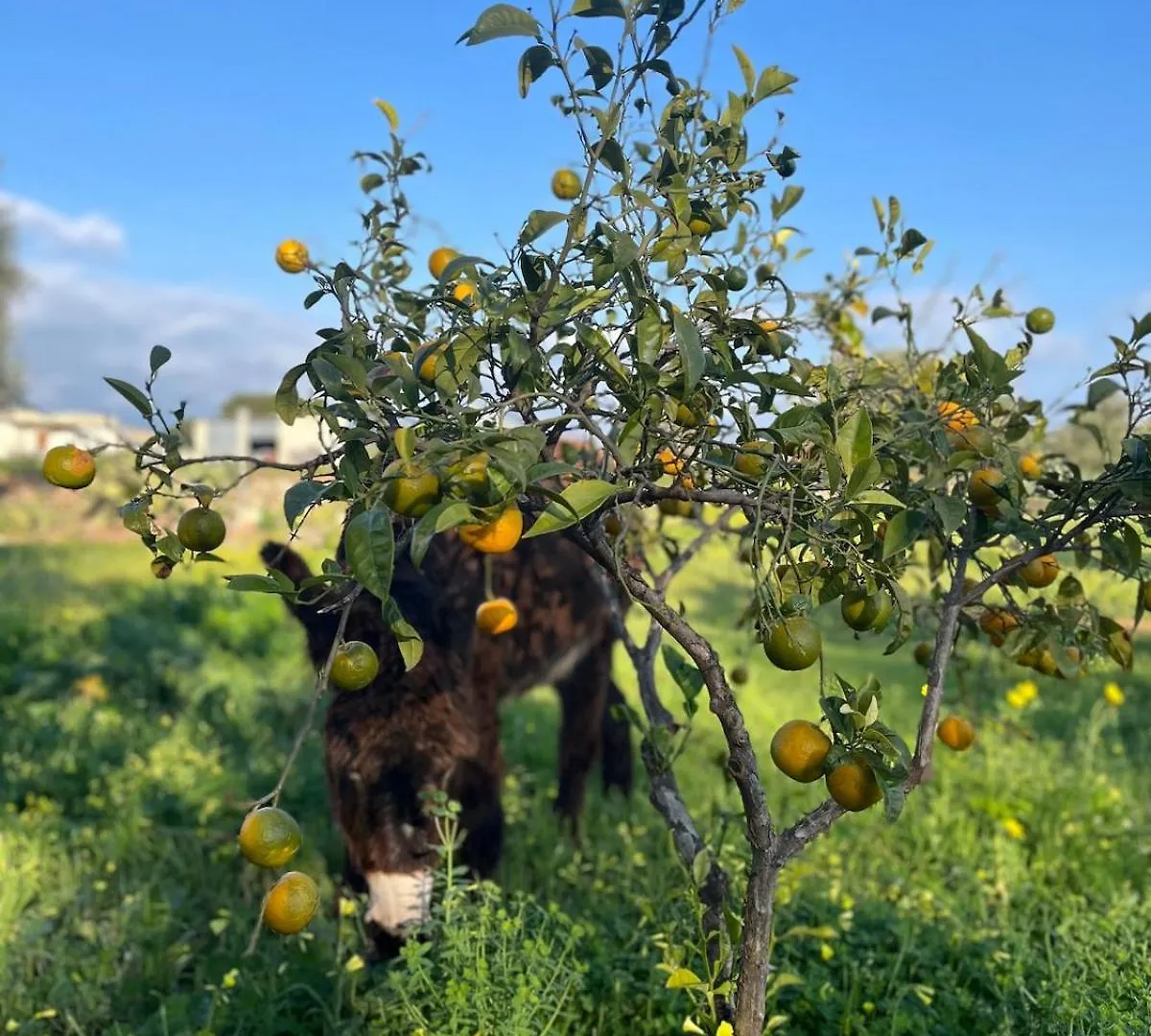 La Casetta Con Piscina Condivisa In Campagna Vicino Al Mare - Canestanco 18 Santa Croce Camerina Prázdninový dům